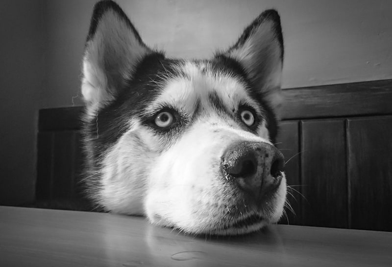 siberian husky che appoggia la testa sul tavolo