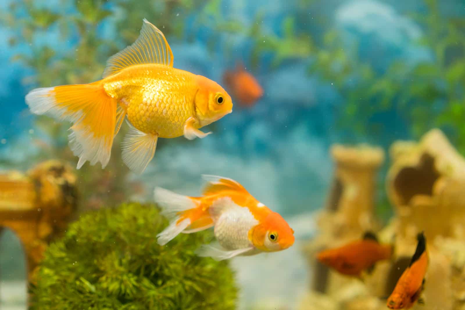 Goldfish en acuario de agua dulce