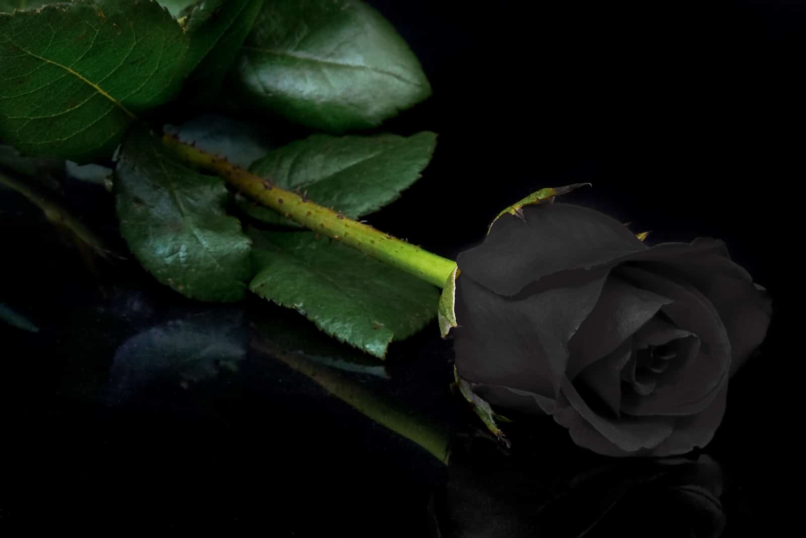 black rose on the table