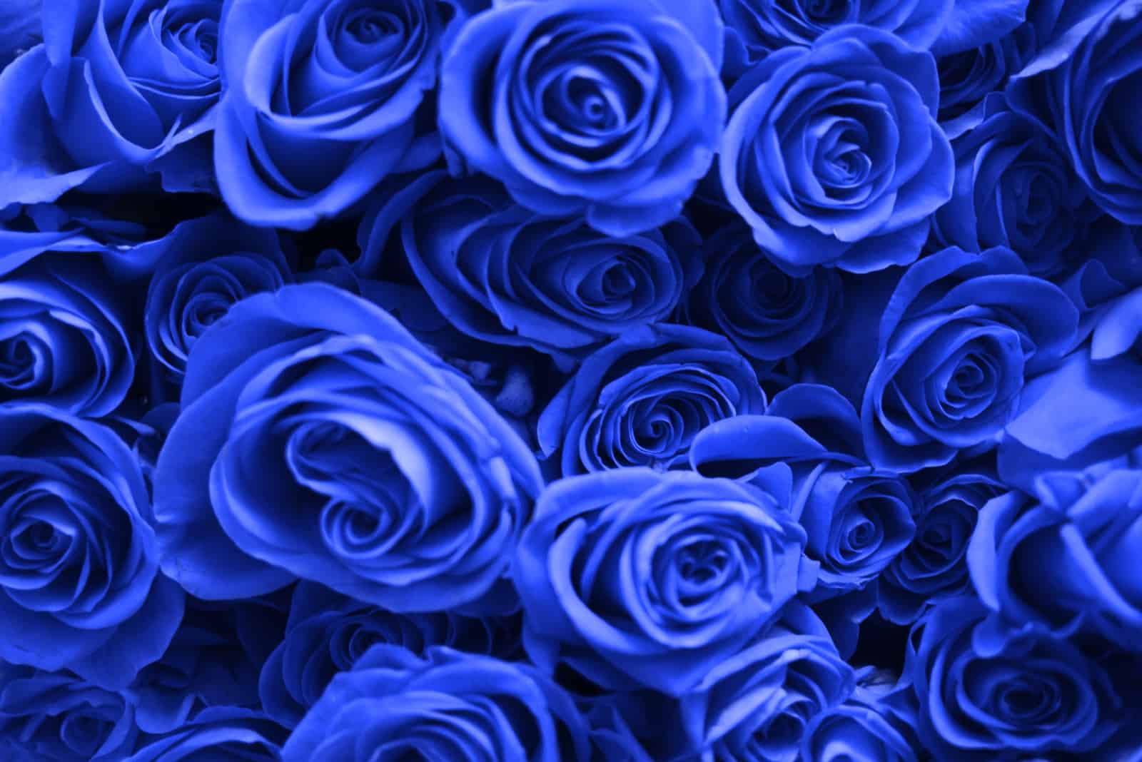 rosas azules