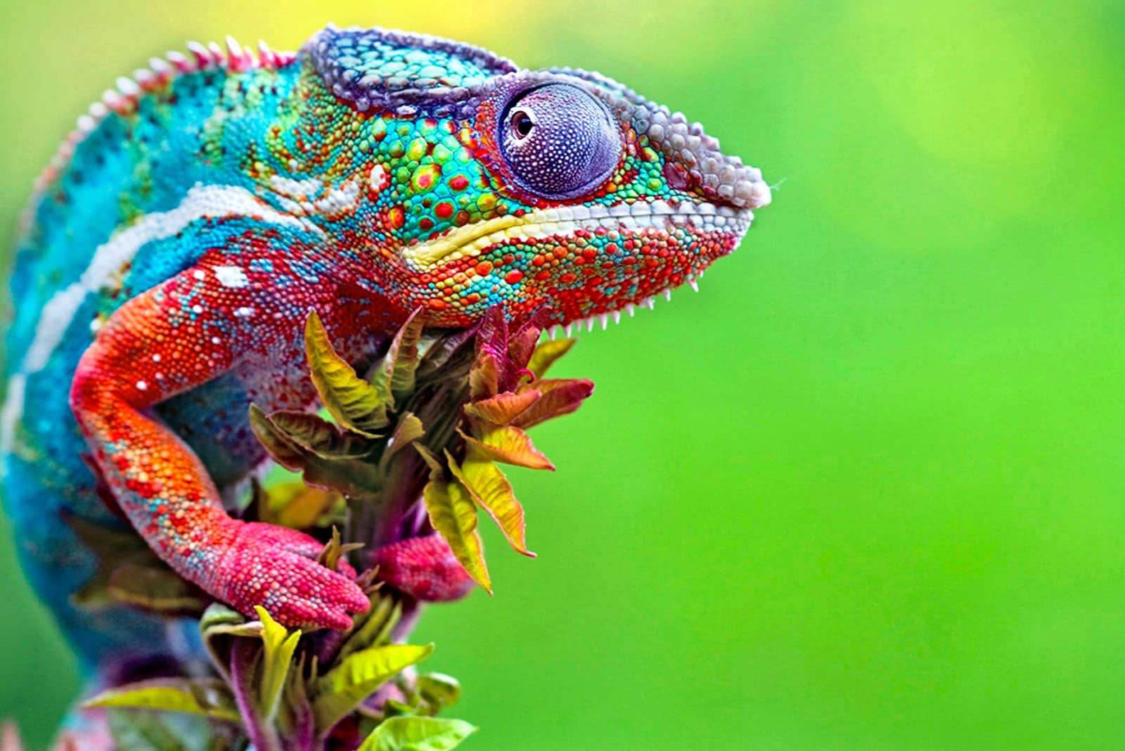 colorful chameleon standing on the plant