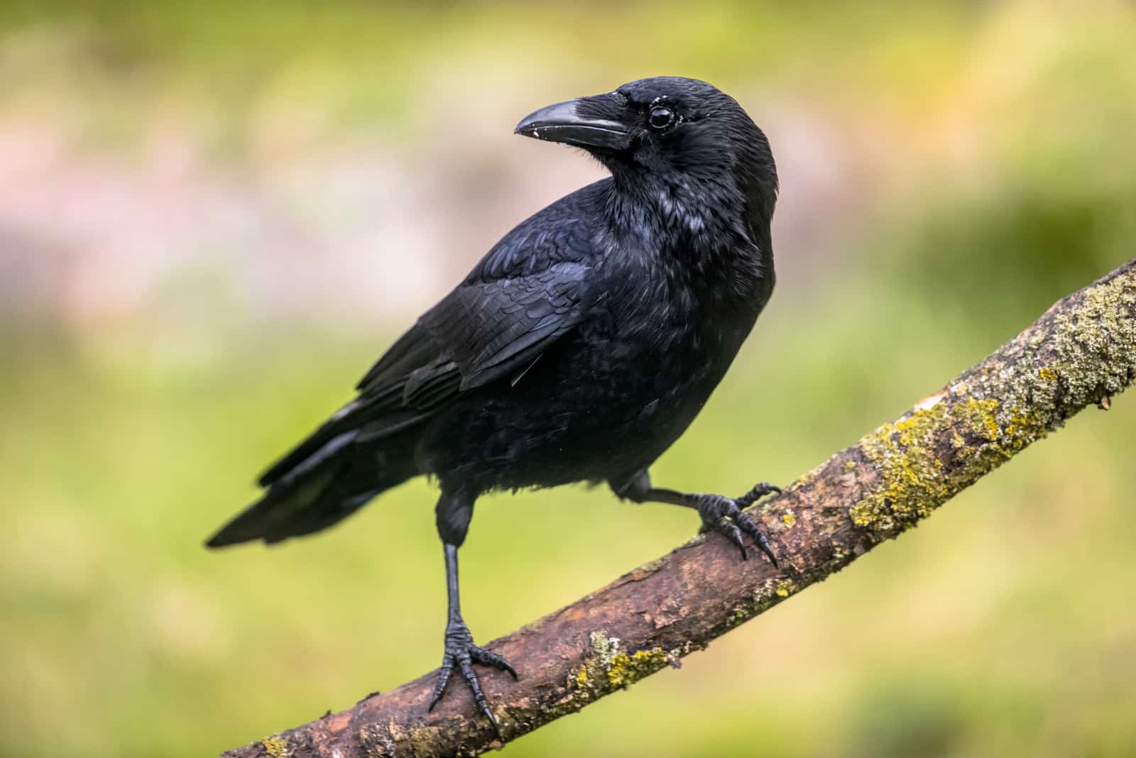 corvo pousado no pedaço de madeira