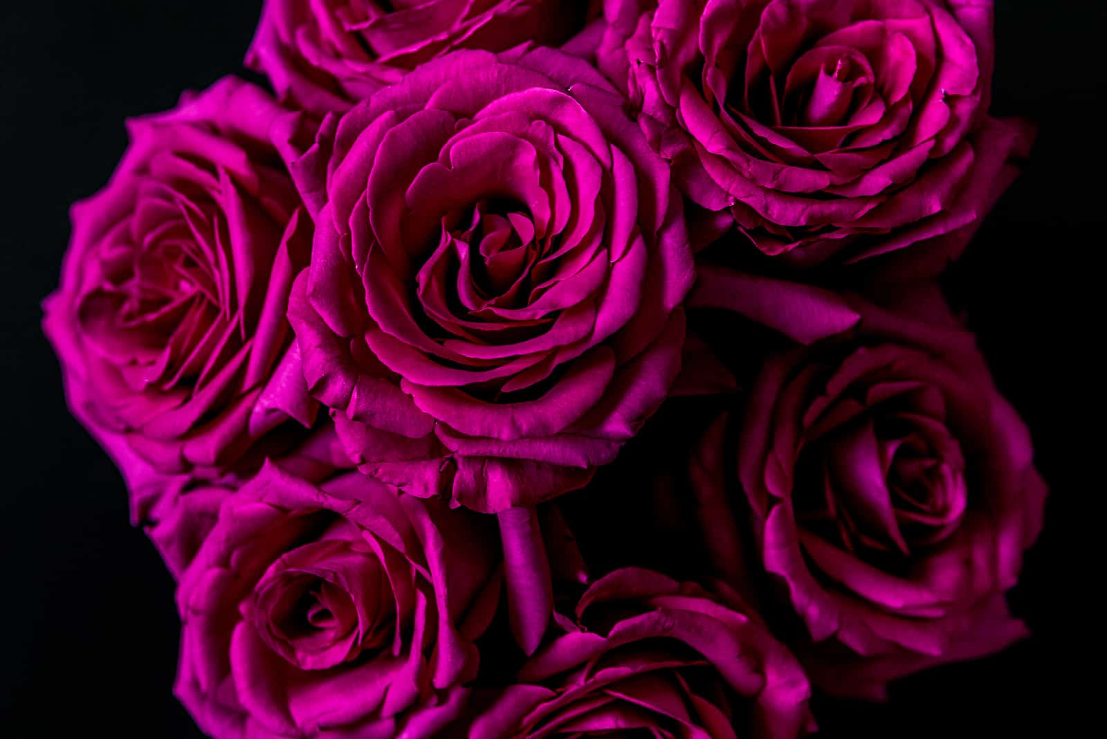dark pink roses