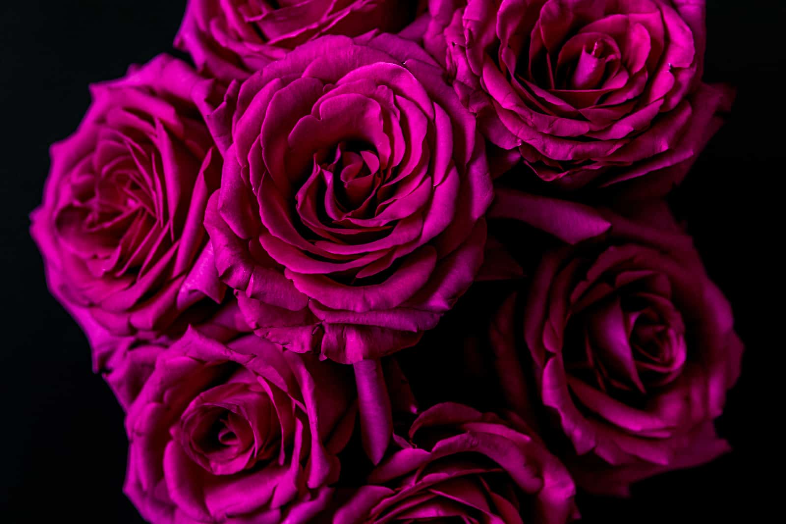 rosas rosa oscuro