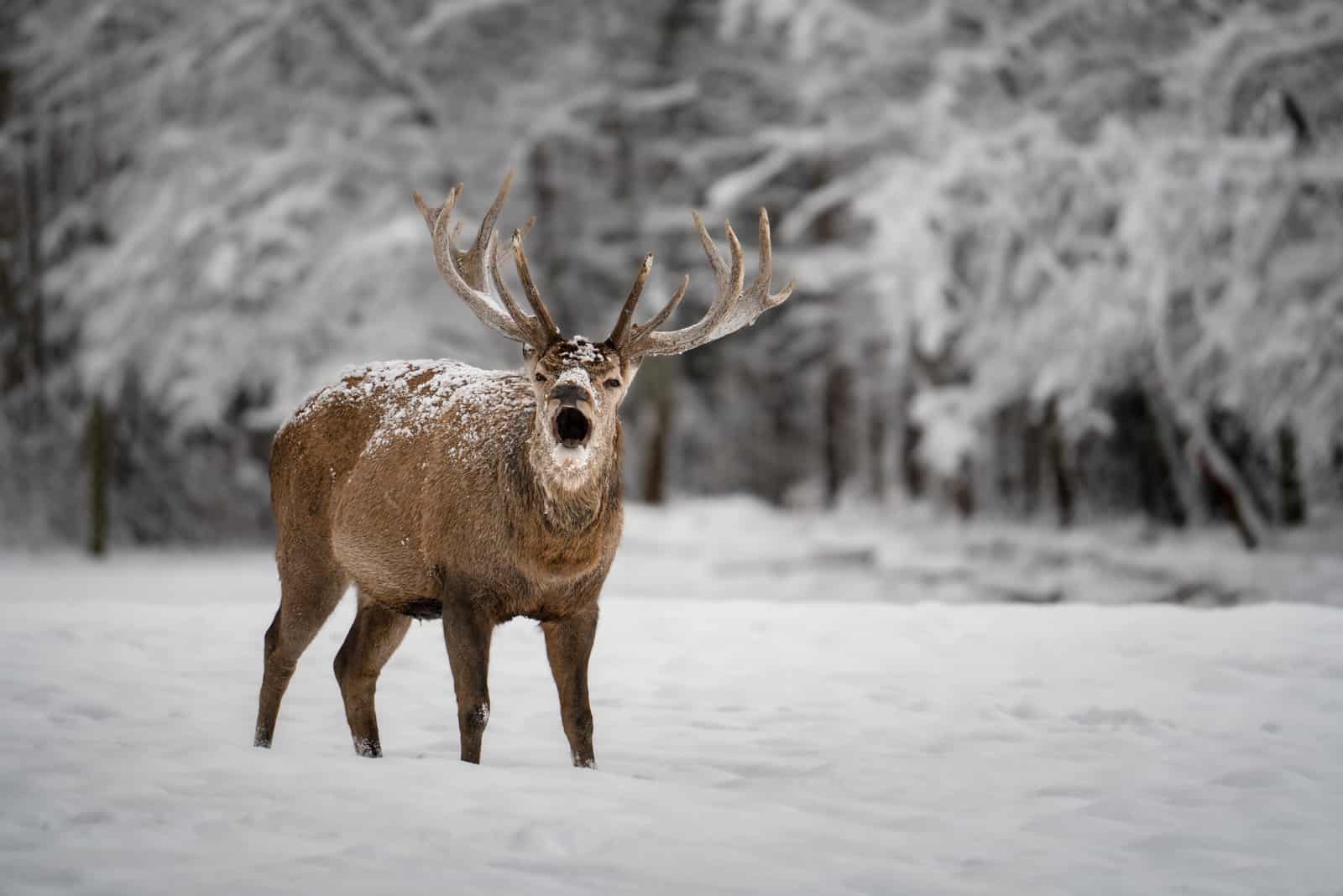 cervo in piedi nella neve all'aperto