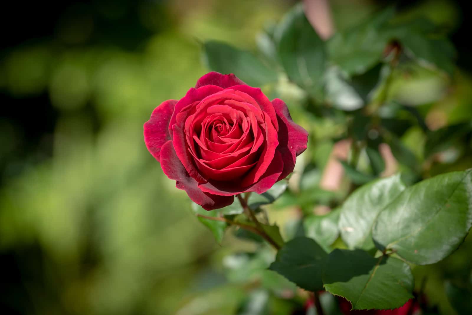 rosa rossa in piena fioritura