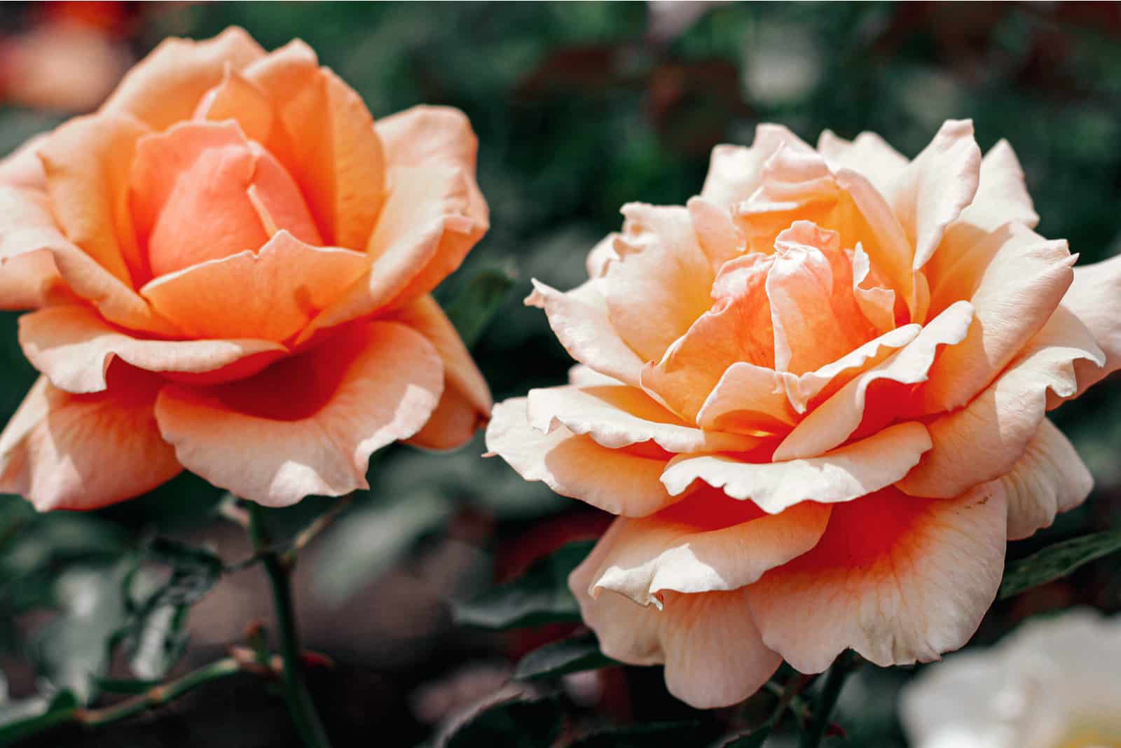 peach roses