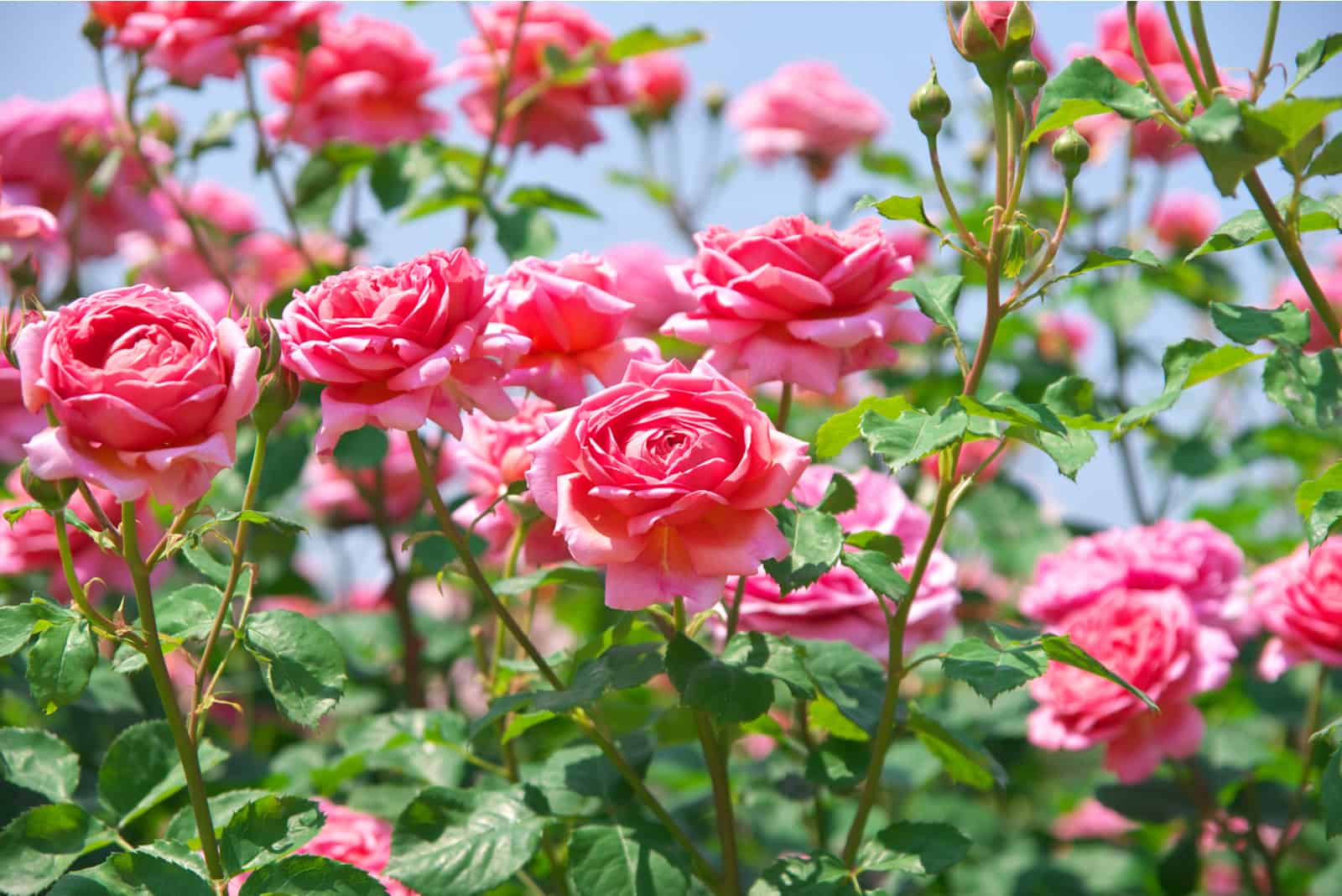 rose rosa da giardino