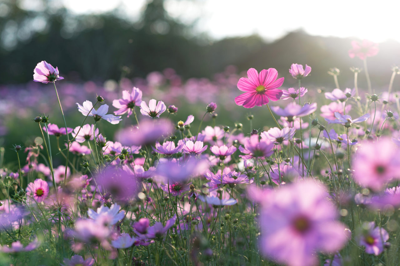 The Biblical Meaning Of Flowers In A Dream The Ultimate Guide