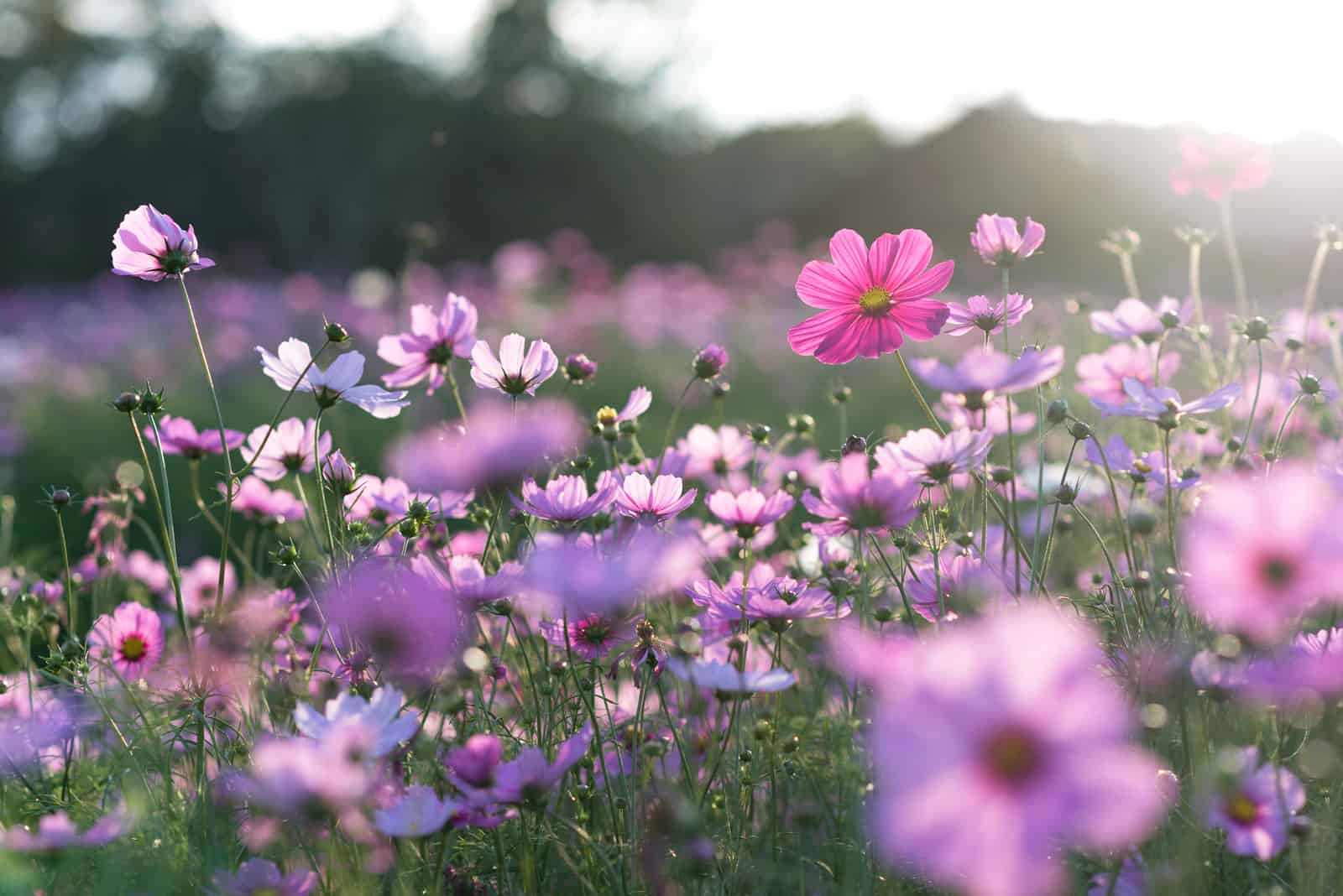 fiori di campo viola
