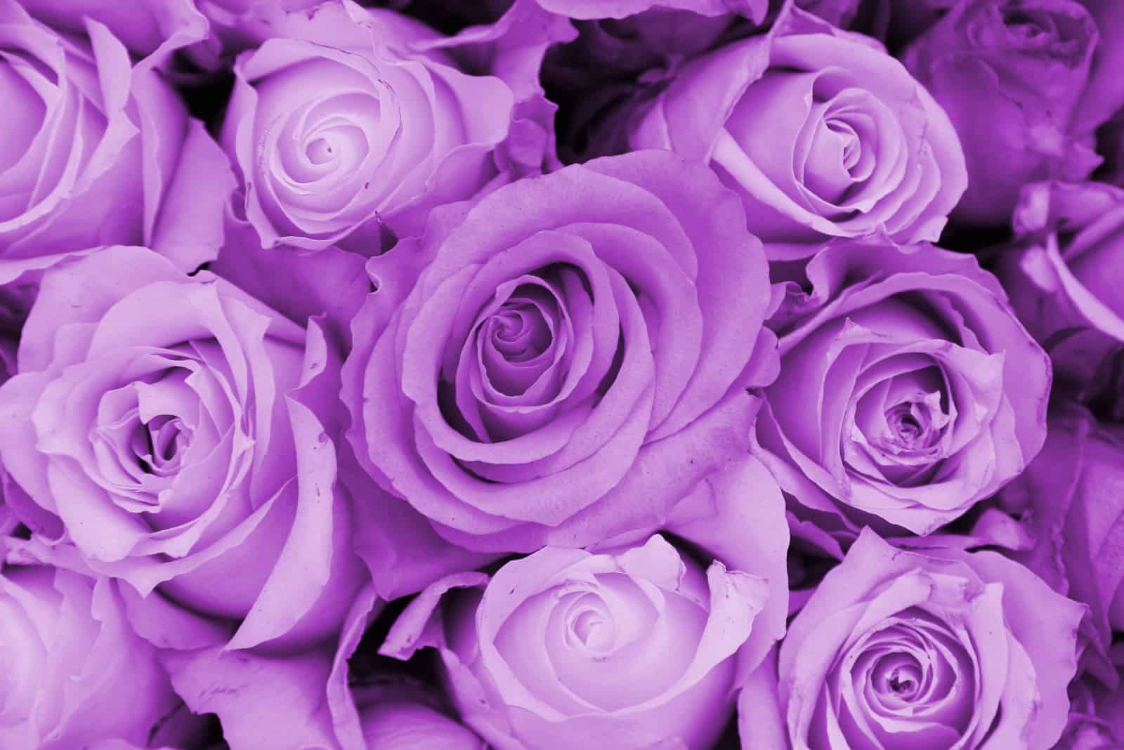 purple roses