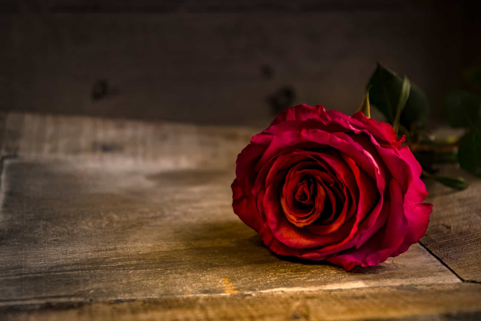 rosa rossa sul tavolo