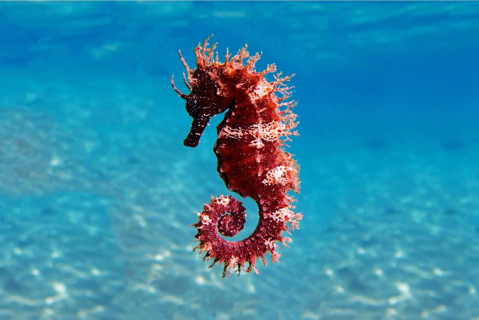 red seahorse in the water