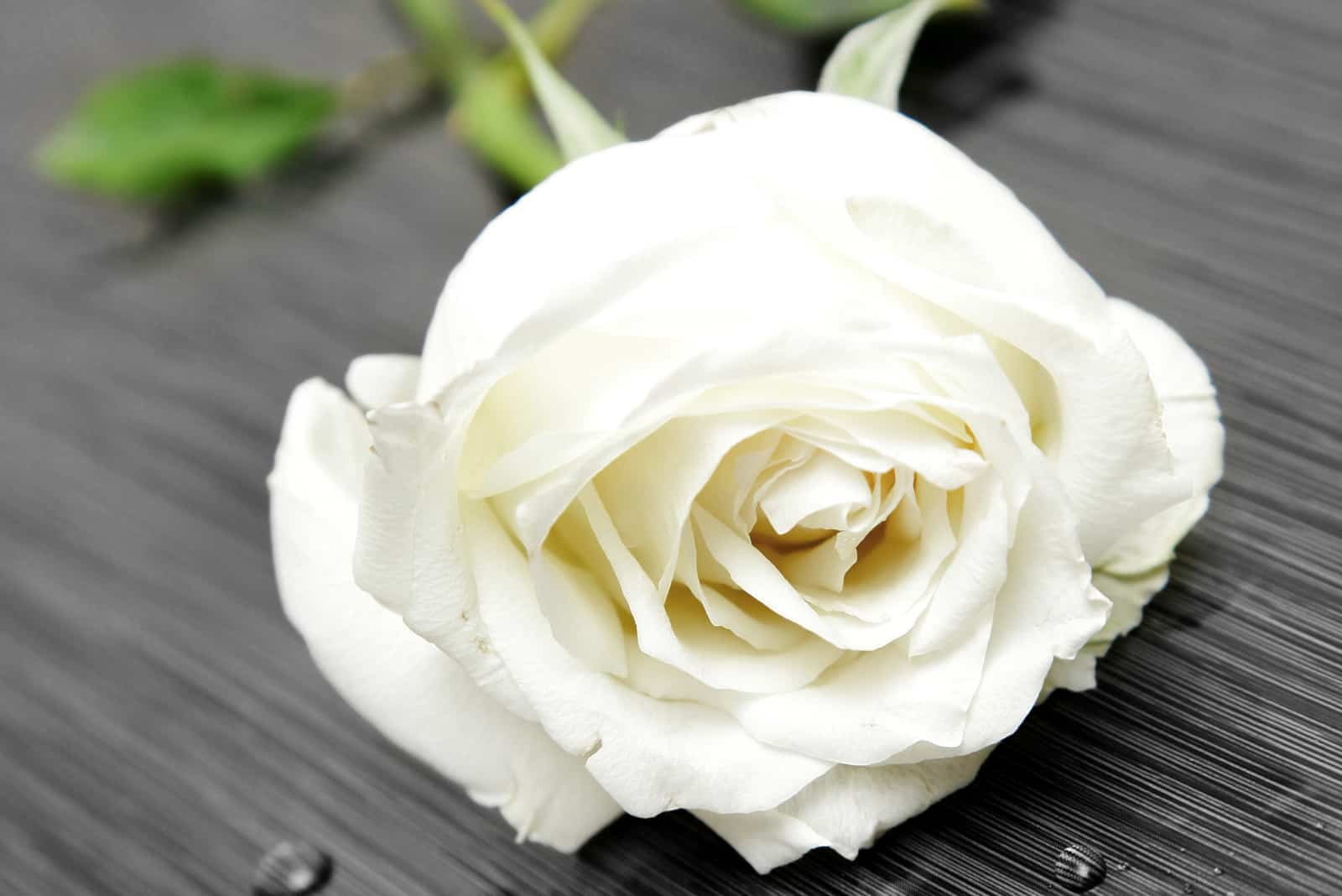 singola rosa bianca su sfondo grigio