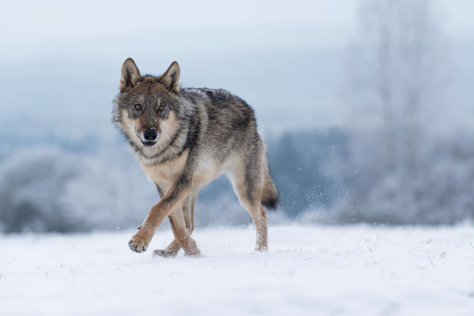 lobo a caminhar na neve