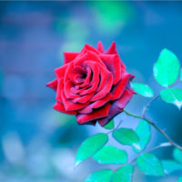 red rose on the blue light