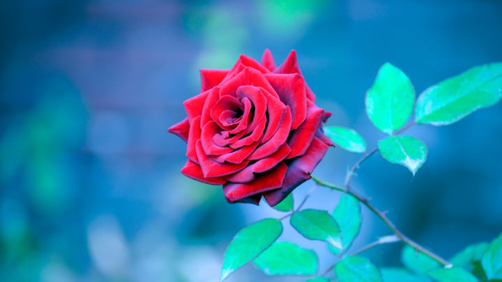 70 Cute And Funny Roses Are Red, Violets Are Blue Poems