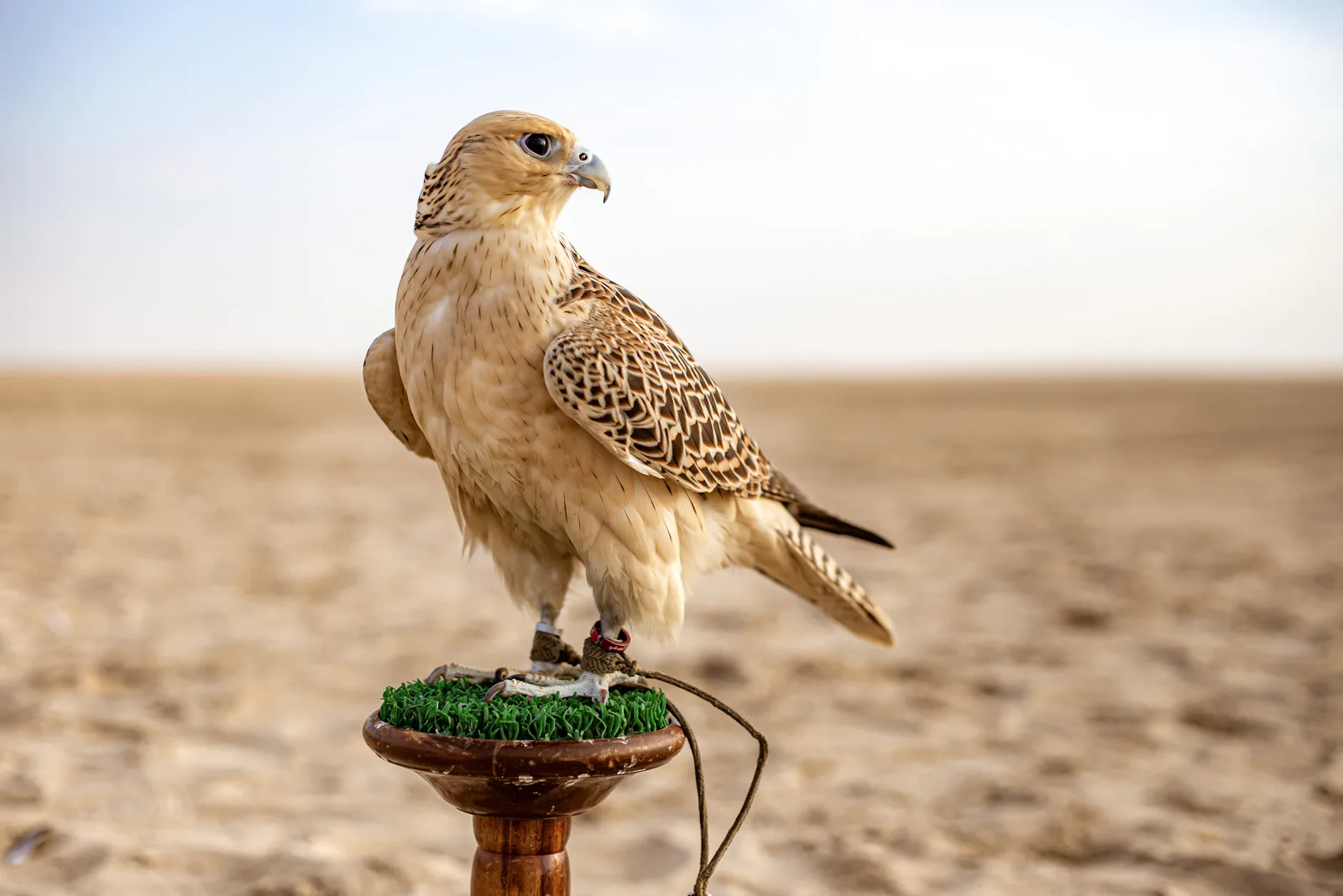 Falcon in desert looking away