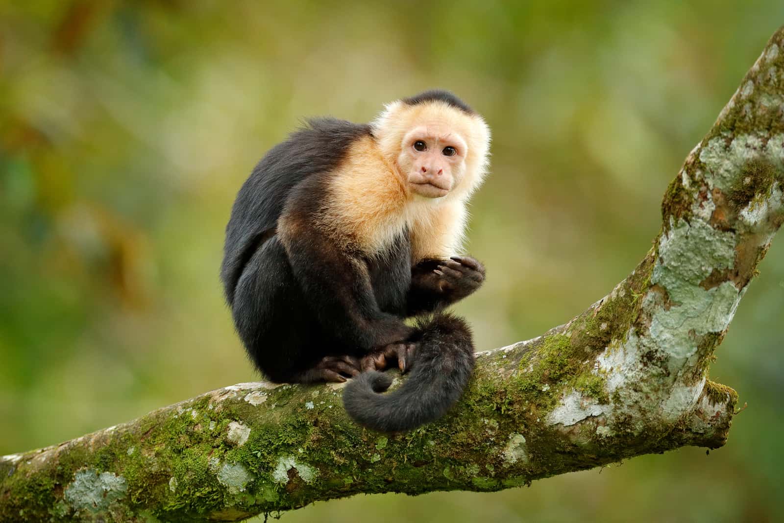 Scimmia seduta sull'albero