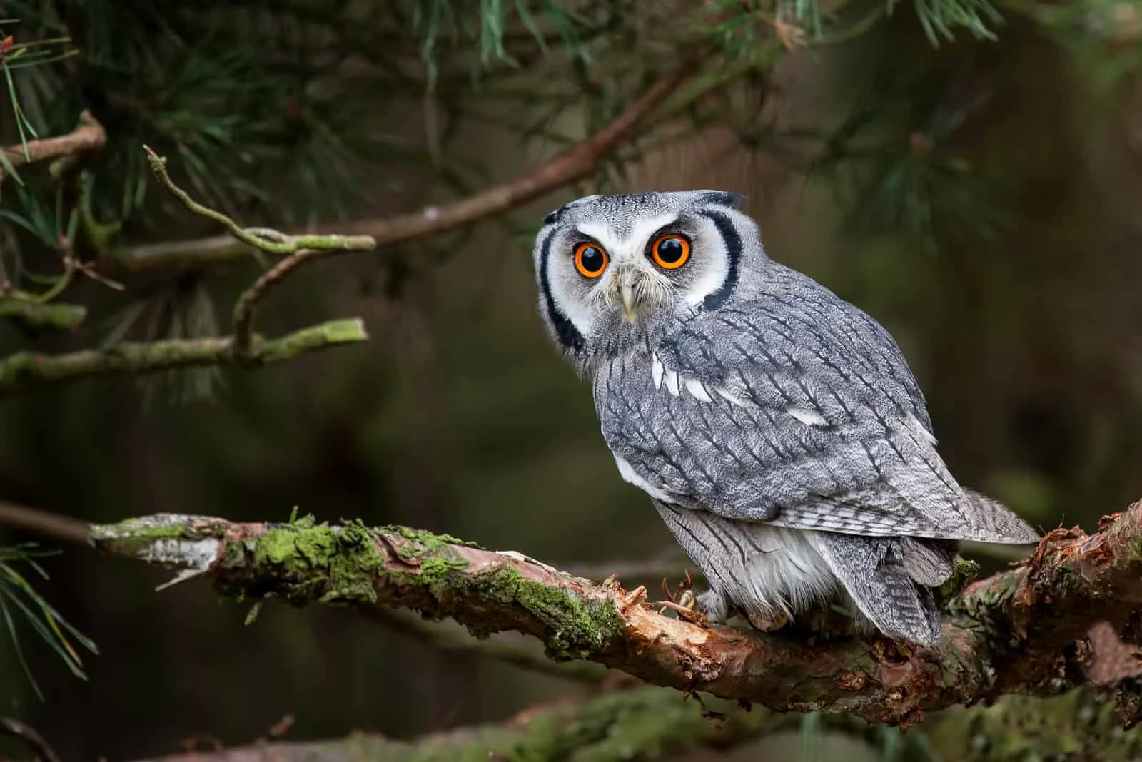 Owl standing on branch