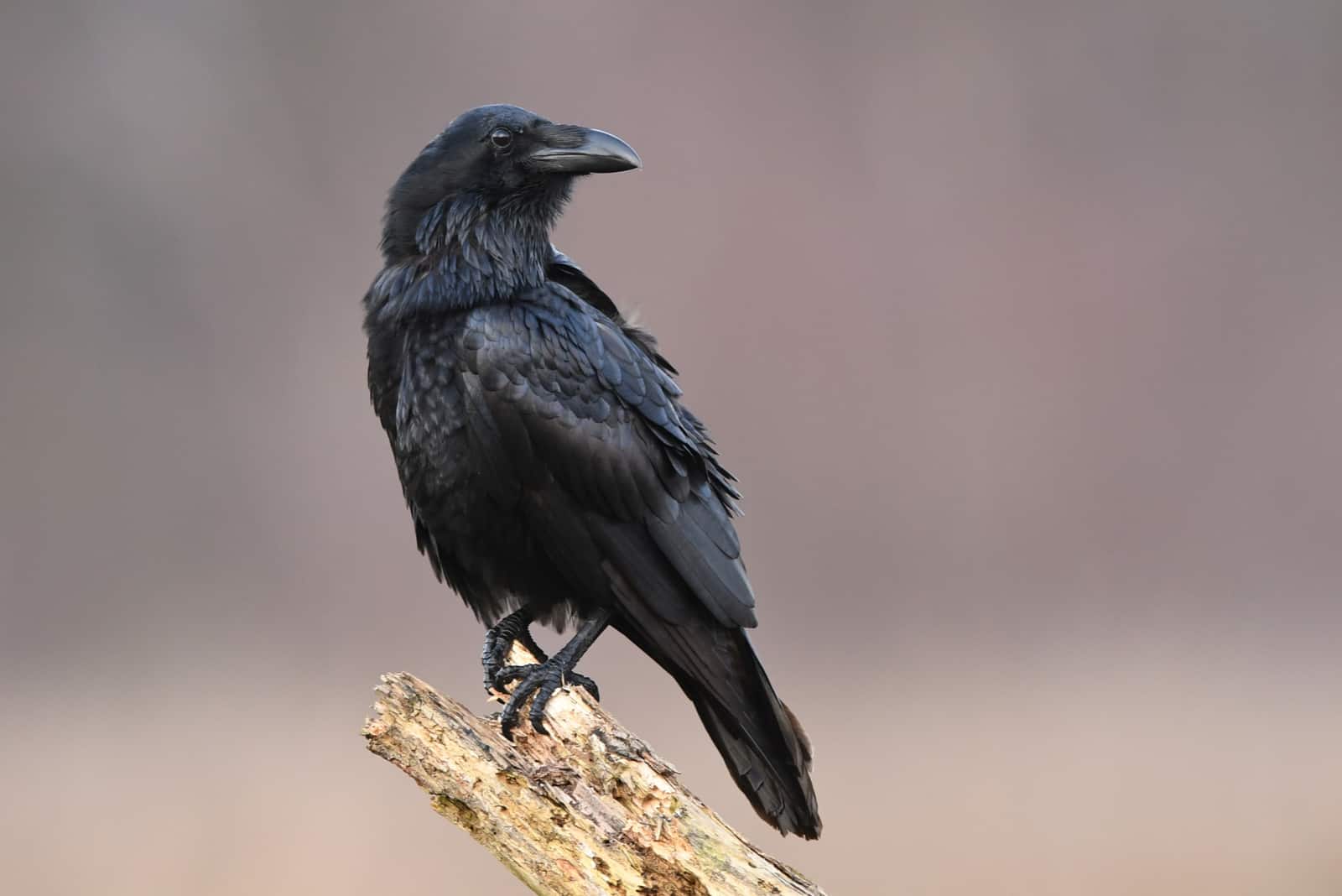 Il corvo in natura