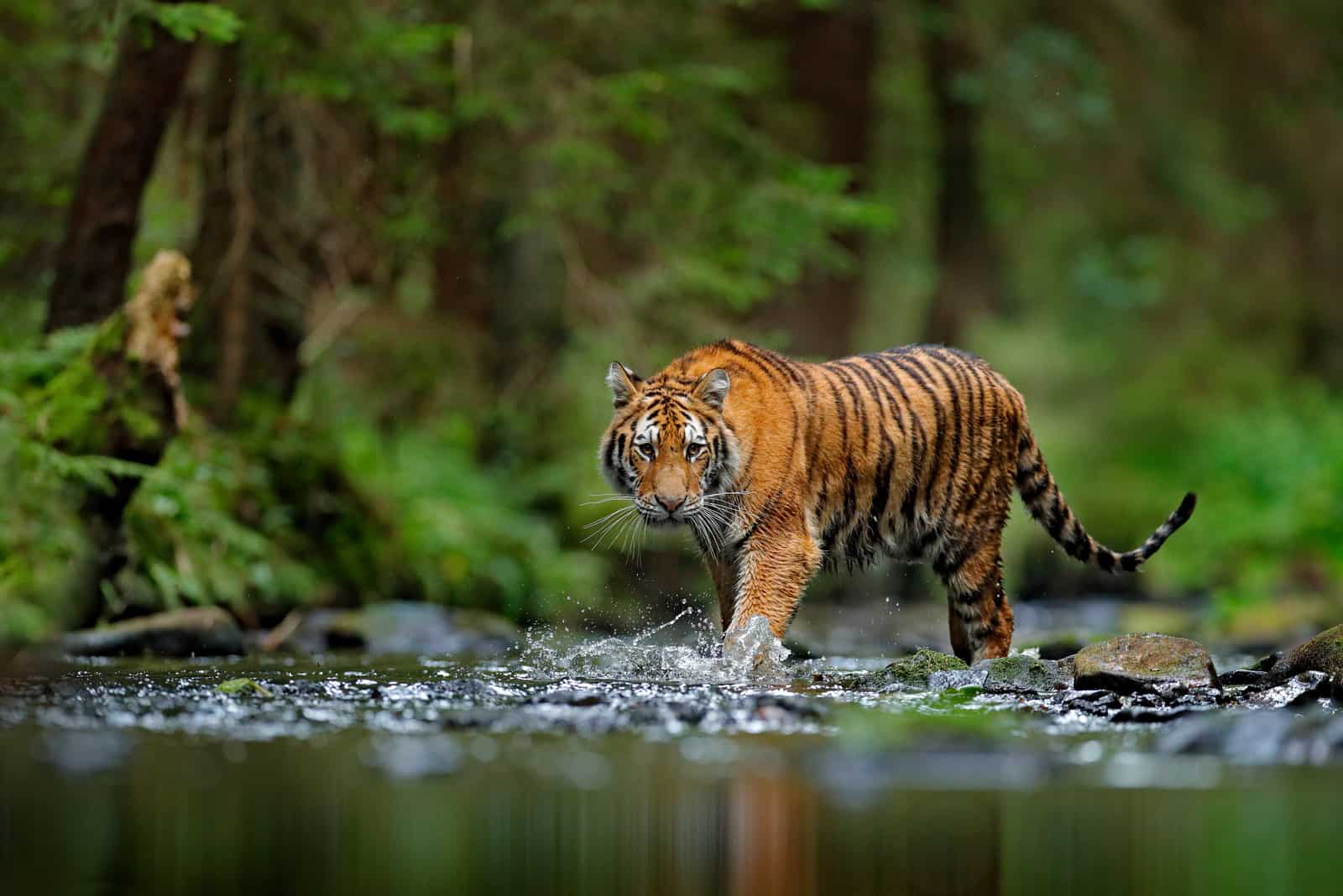 La tigre in natura