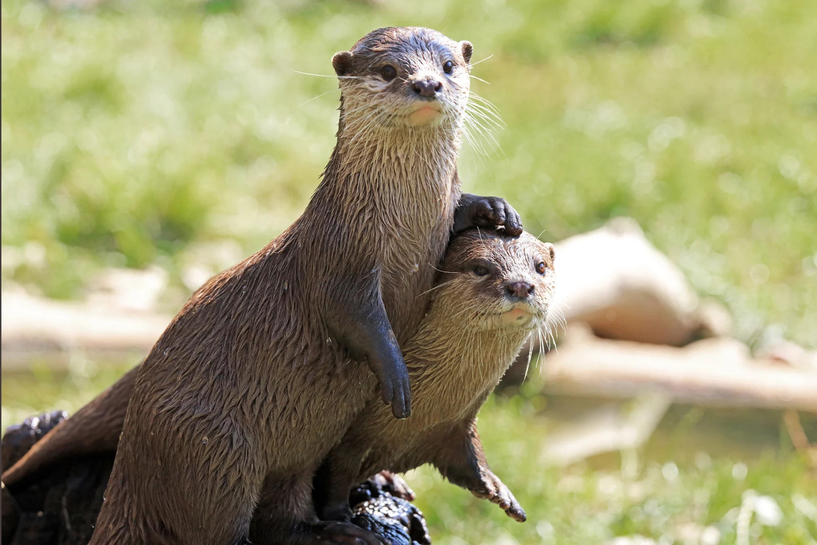 two Otters