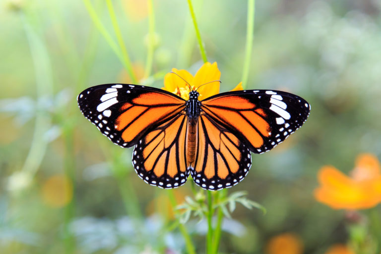 Black And Yellow Butterfly on flower