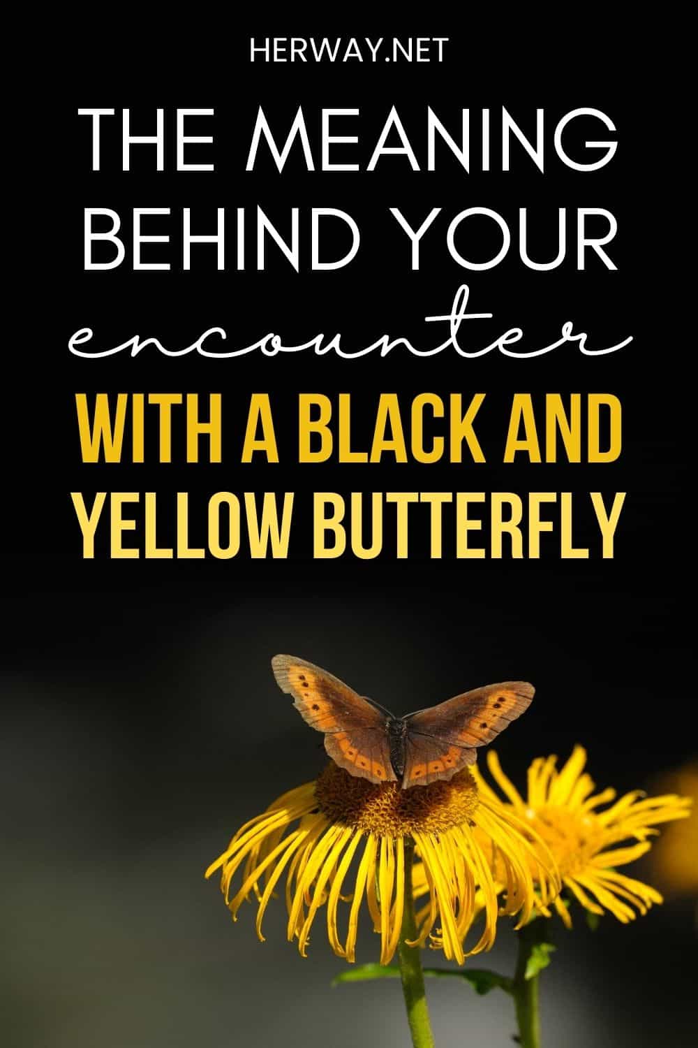 Black And Yellow Butterfly Meaning Tiger In The Sky Pinterest