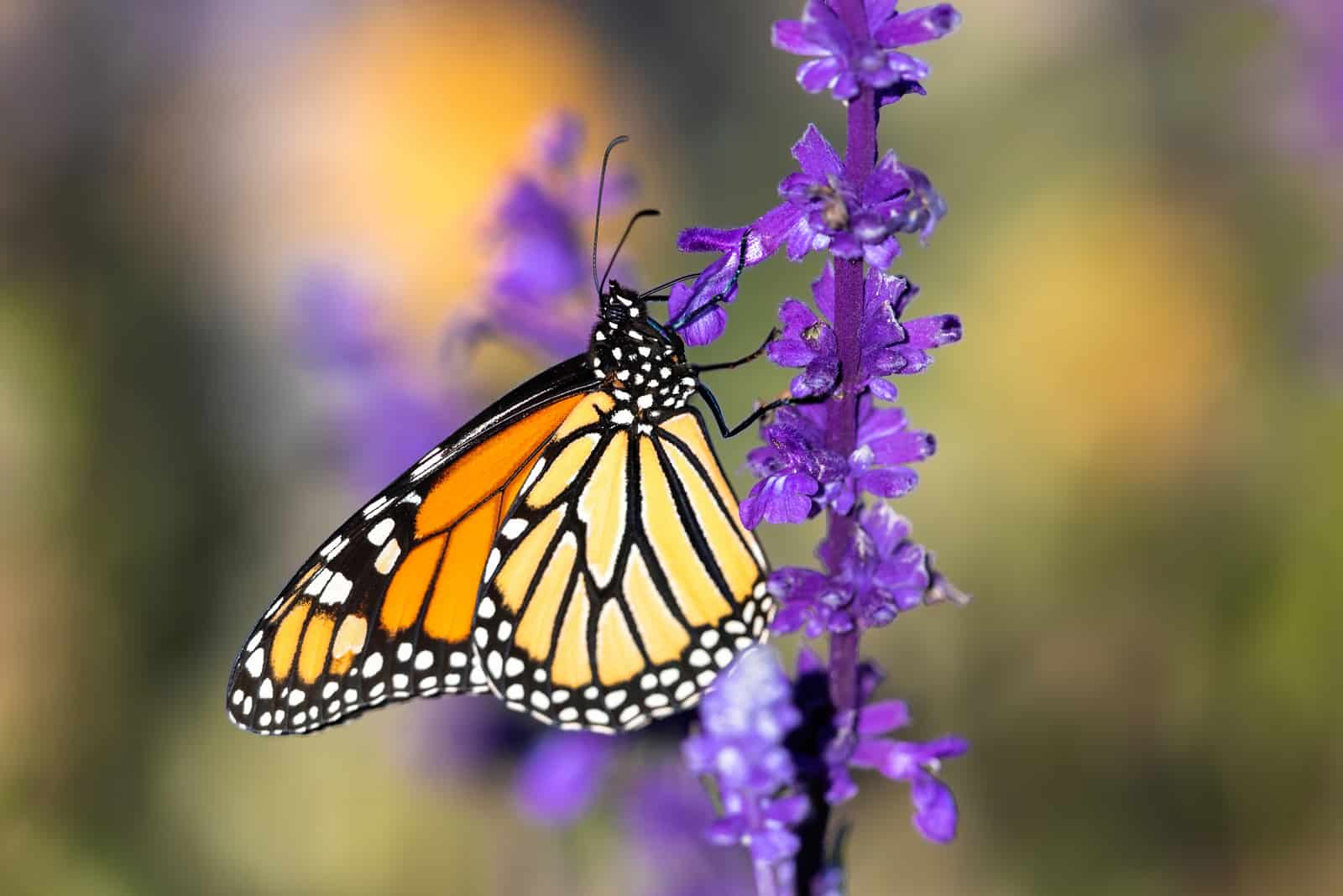 Black And Yellow Butterfly on purple flower