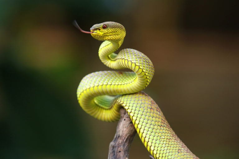 green snake