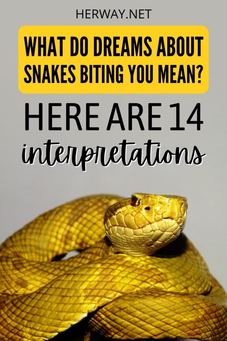 interpreting-dreams-about-snakes-biting-you-14-dream-meanings