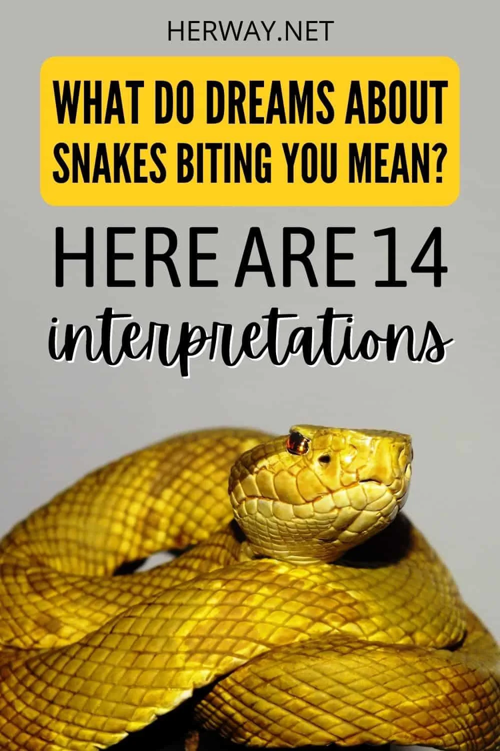 Interpreting Dreams About Snakes Biting You 14 Dream Meanings Pinterest