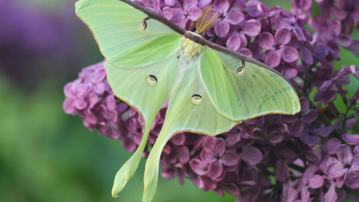 Luna Moth Meaning: 15 Hidden Spiritual Symbols