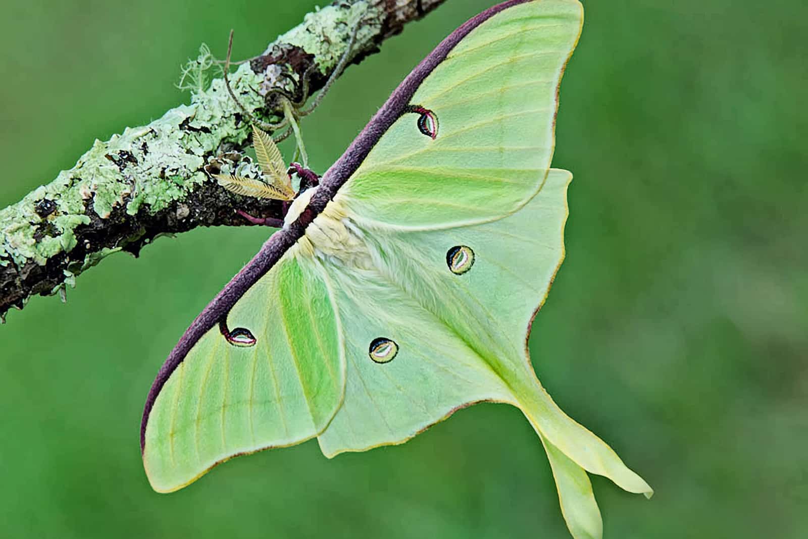 Luna Moth in nature