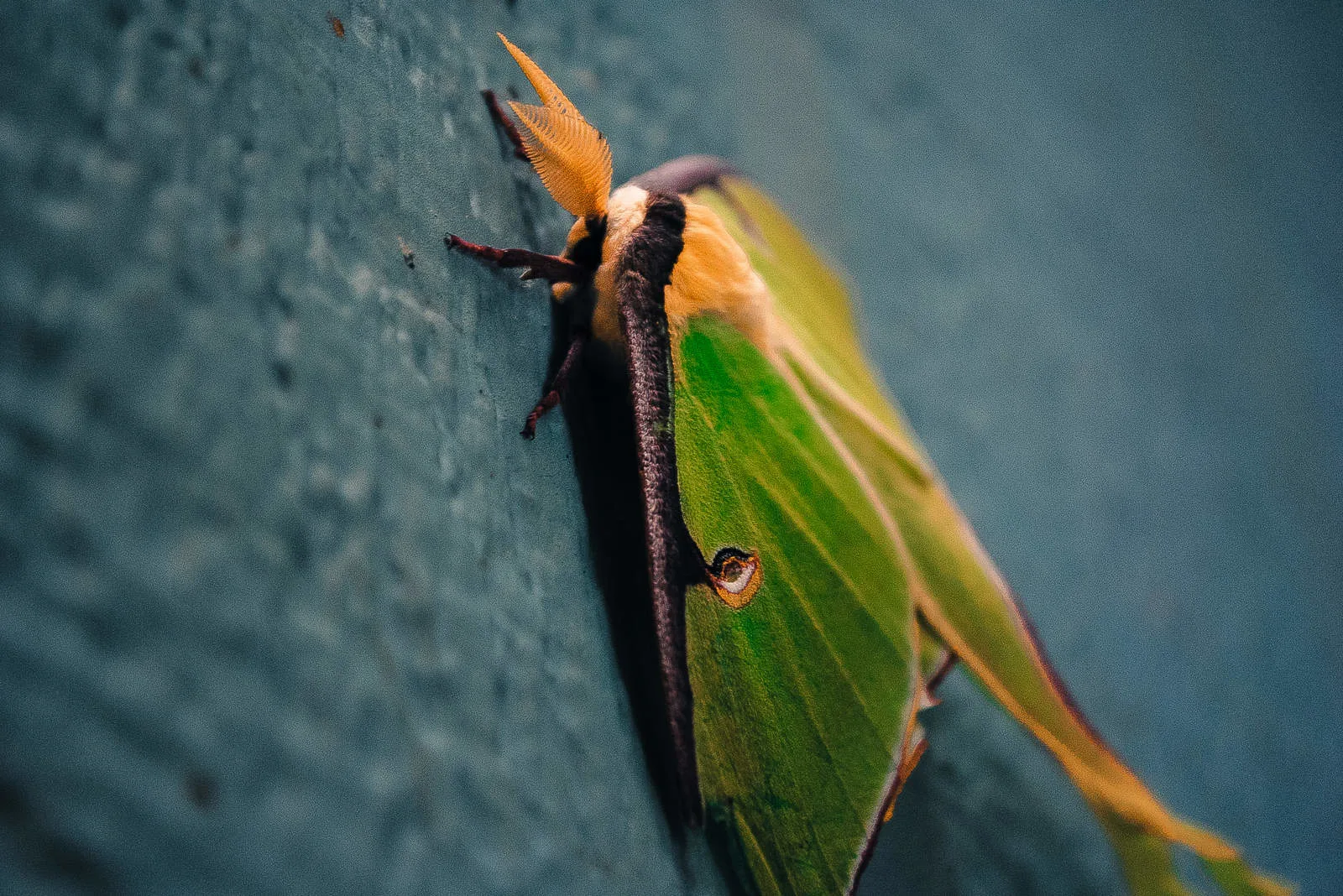 Luna Moth on wall