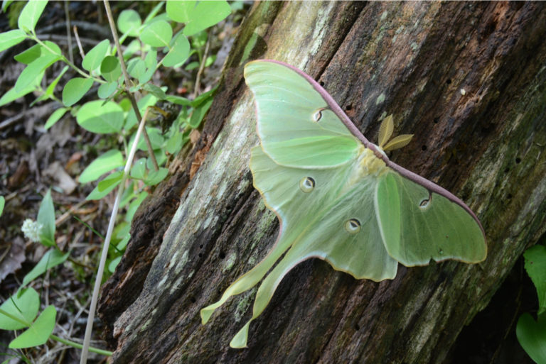 Luna Moth Meaning: 15 Hidden Spiritual Symbols