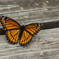 Mariposa naranja y negra posada sobre una superficie de madera