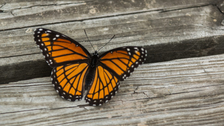 Significato della farfalla arancione e nera: Re delle farfalle