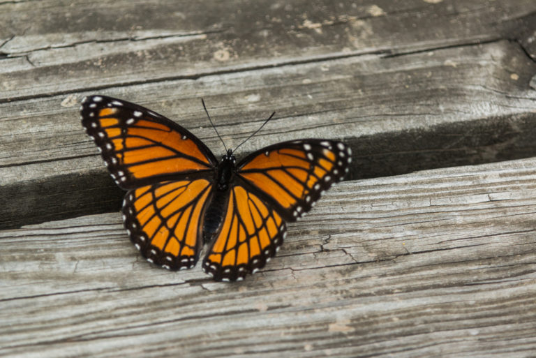 Orange And Black Butterfly landed on a wooden surface
