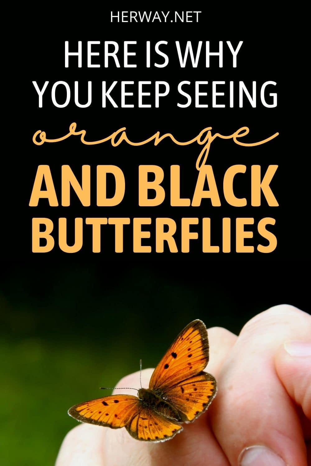 Significato della farfalla arancione e nera Re delle farfalle Pinterest