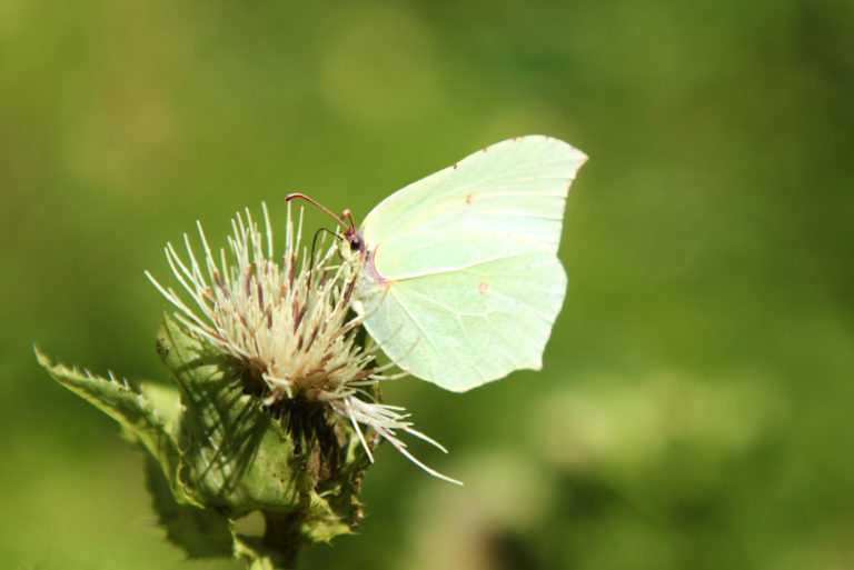 a beautiful white butterfly on a dandelion