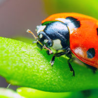 a beautiful ladybug on a green leaf