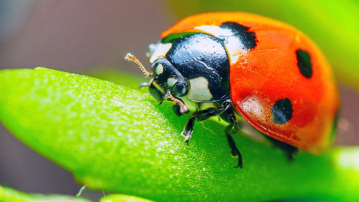 Why Are Ladybugs Good Luck? Here Are 4 Surprising Reasons