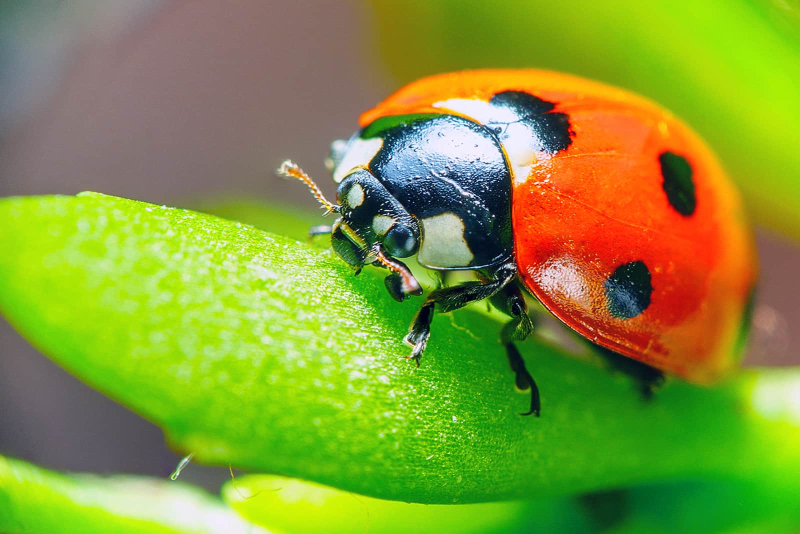 Why Are Ladybugs Good Luck? Here Are 4 Surprising Reasons