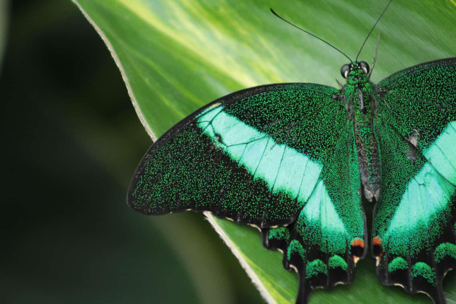 una bella farfalla verde