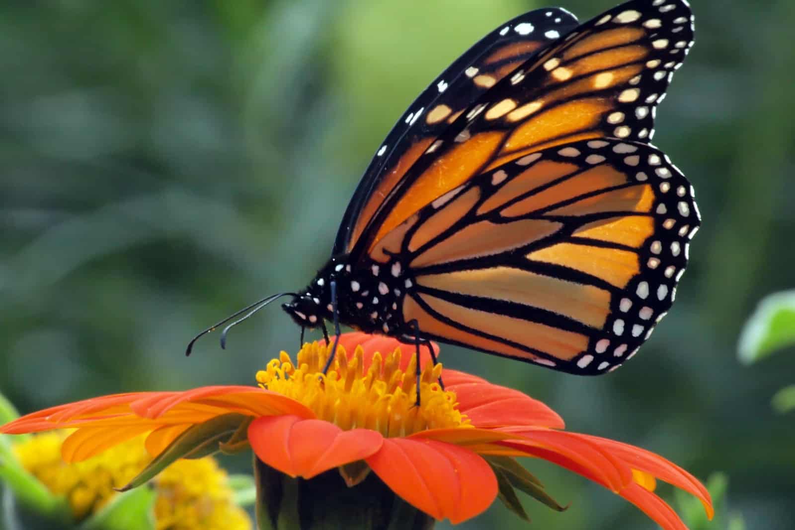 una bella farfalla nero-arancio si è posata su un fiore