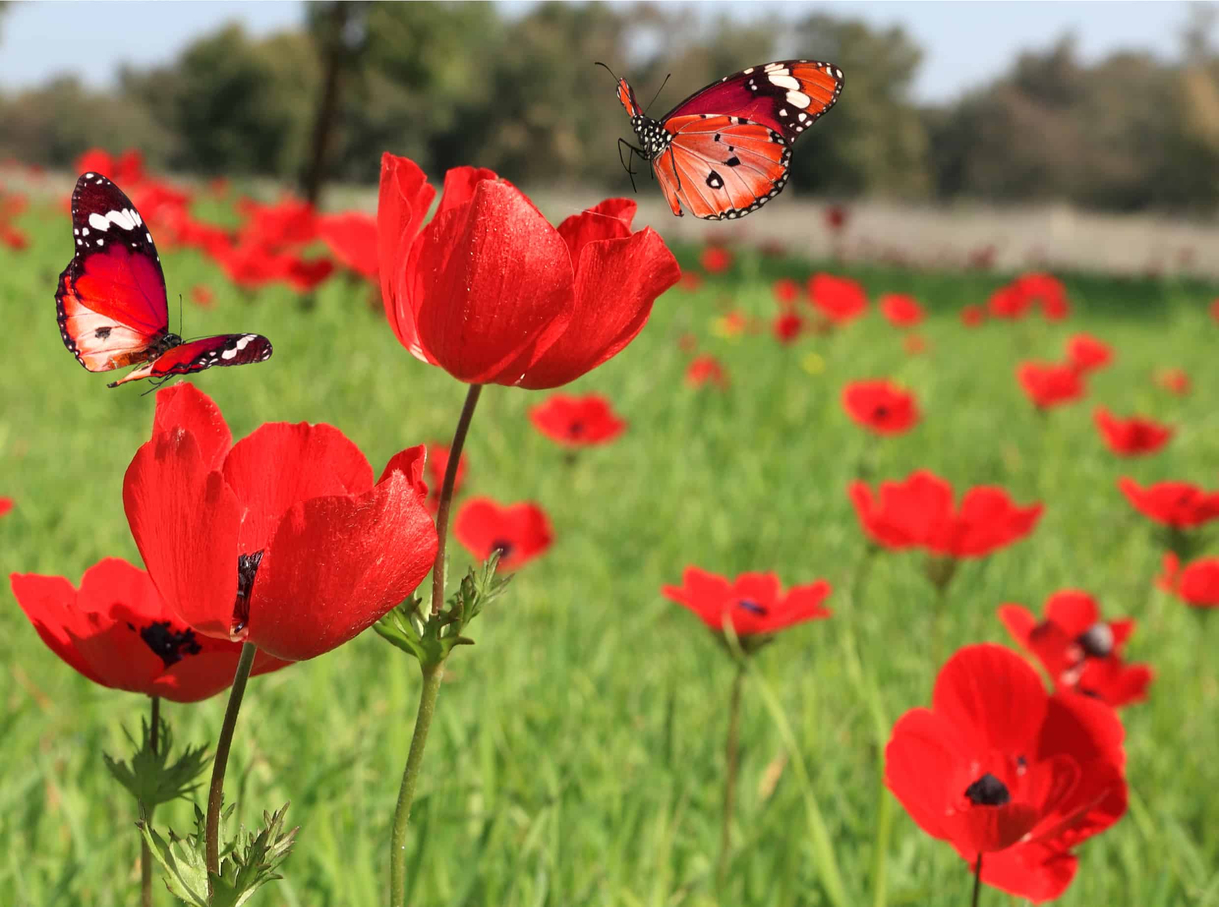 una farfalla rossa in un campo di papaveri