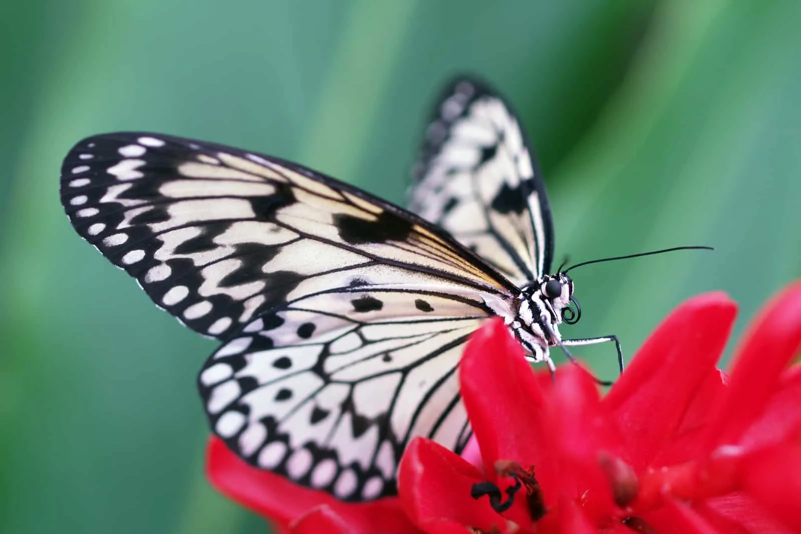 a white butterfly on a red flower