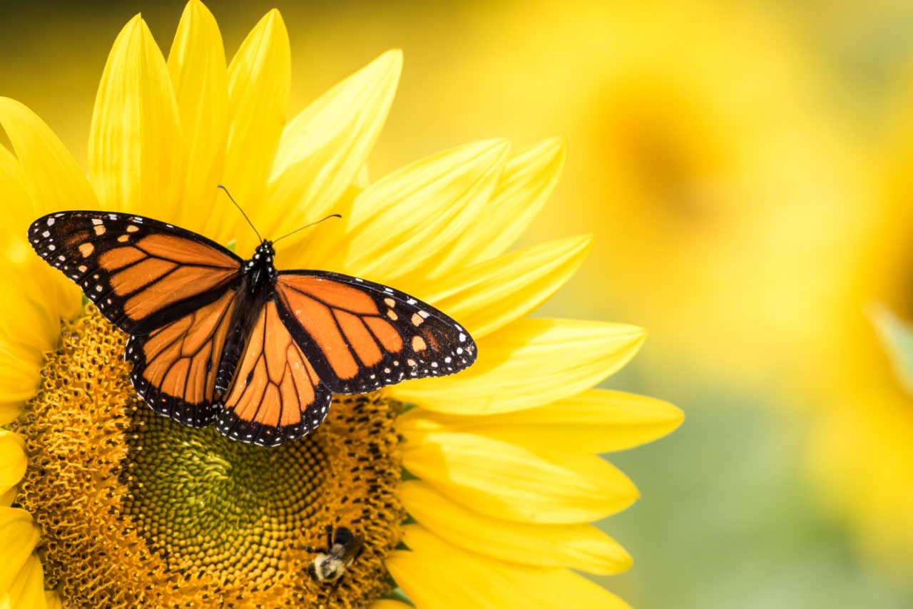 when-a-butterfly-lands-on-you-make-a-wish-aruba-butterfly-farm-2019